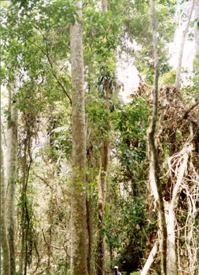 Khaya ivorensis (African Mahogany)